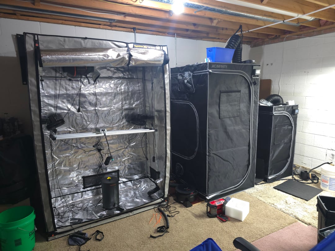 Dirty Bird - Thousand Island Fem & Platinum Kush Breath Remix x Grape Cakehead Fem Photo 