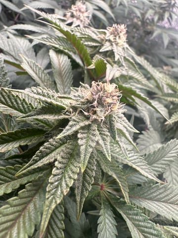 Gelly Mama and Sugar Tree — flower, day 104