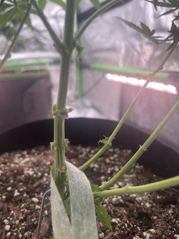 Phx_Freedom — flower, day 11