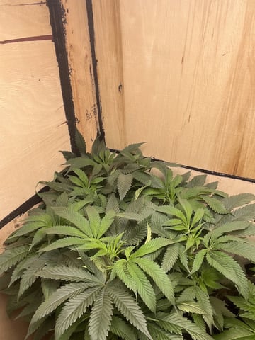 white 🕷️  — vegetative, day 71