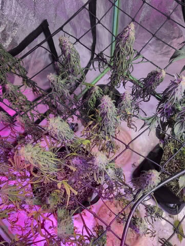 2025-26 — flower, day 82