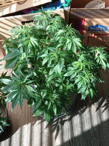 Blueberry critical kush x purple peyote wifi  and one L.a kush cake . — flower, day 35