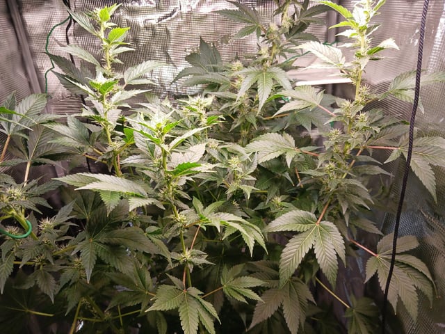 Gorilla Sherbert Feminized From Blimburn Seeds 