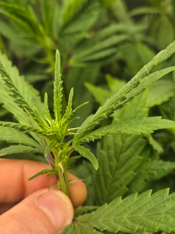 First Grow — flower, day 71