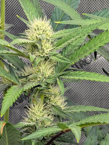 Grow #4 — flower, day 51