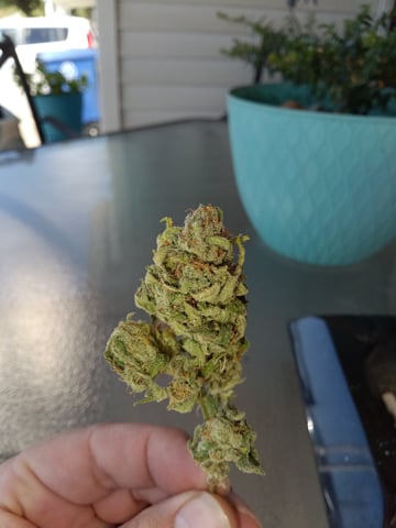 Starfighter/Ohio Guptilla Hybrid — harvest, day 54