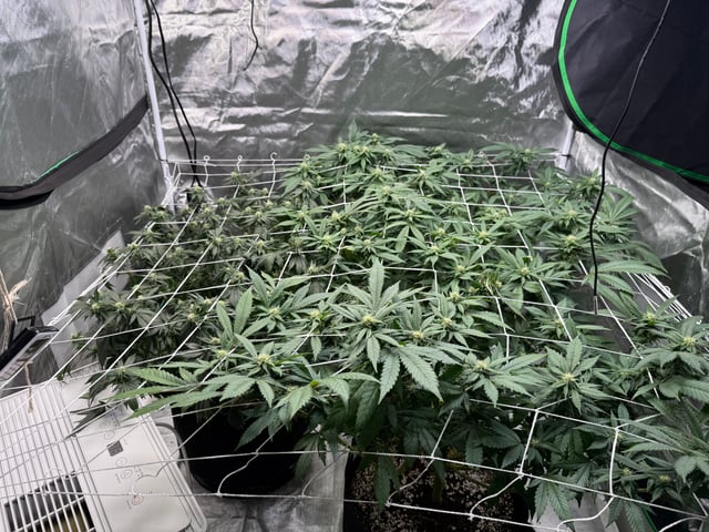 Green Gelato — flower, day 73