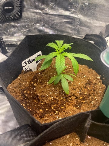 LiLBruh Cannabis — seedling_rooting, day 11