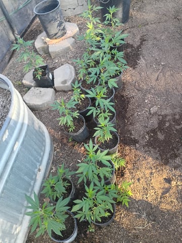 Platinum Og — vegetative, day 32