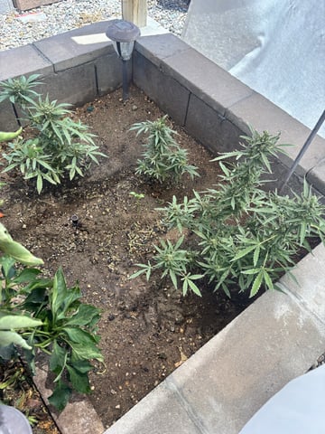 Fast Buds Auto And Special Queen Auto — flower, day 72