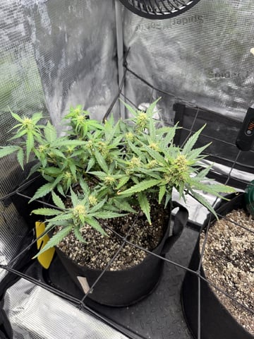 Gorilla Cookies — 1st Grow — flower, day 70