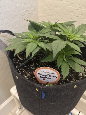 BloodMoon Gelato — vegetative, day 41