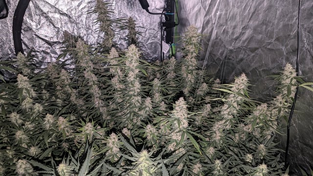 Strawberry Cheesecake Seedsman Seeds Autoflowers x2 — flower, day 78