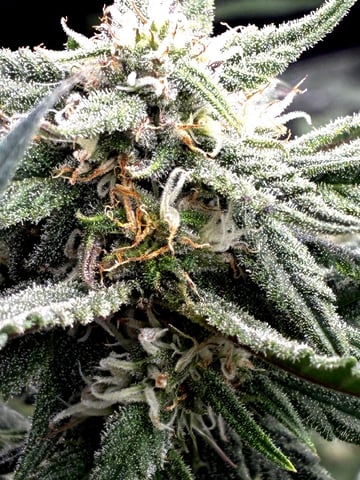 Blueberry critical kush x purple peyote wifi  and one L.a kush cake . — flower, day 57