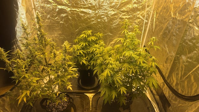 A Wonderful Cycle — flower, day 17