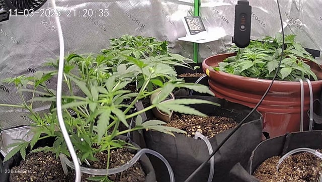 Bruce Banner (Auto) — vegetative, day 22