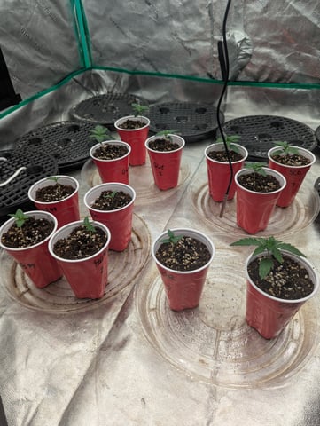 Photo July 25 — seedling_rooting, day 3