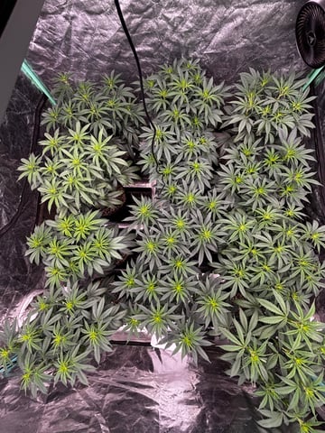 Pink Passion Fruit — flower, day 57