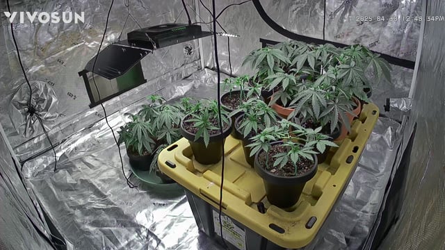outdoor start/indoor 2025 — vegetative, day 44