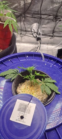 Hawaiian Haze  — vegetative, day 39