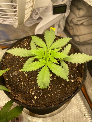 Widows Mimosa(auto) F2 progeny — vegetative, day 23