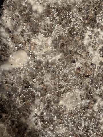 second 🍄‍🟫 grow — flower, day 40