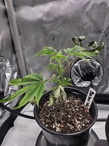 First Grow