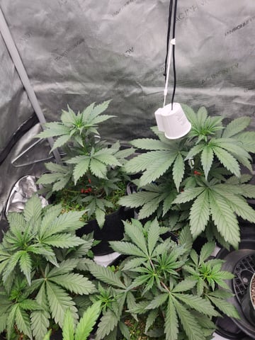 Mephisto Apple Crush and Pop tart OG in Nature's Living Soil.  — vegetative, day 31
