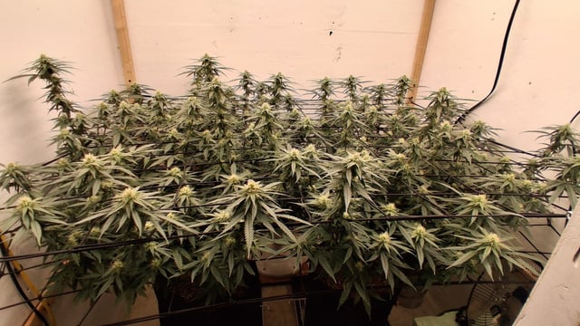 Round 2 — flower, day 41