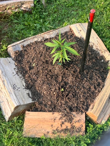 2026 — vegetative, day 2