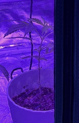Veg And Auto-Bloom Room — vegetative, day 3