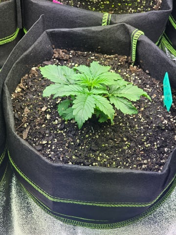 2nd Autoflower Indoor Grow — vegetative, day 20