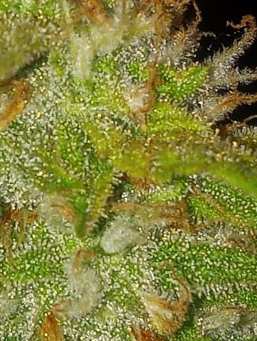  auto mixed pack indoor attempt #1 — flower, day 82