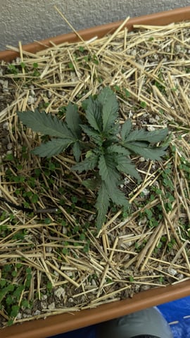 Summer Grow  — vegetative, day 17