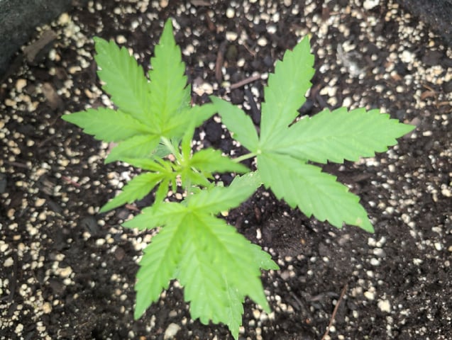 Gorilla Cookies Auto — seedling_rooting, day 18