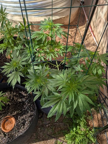 October Start — flower, day 82