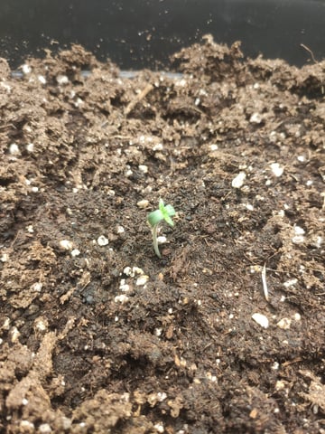 go fast — seedling_rooting, day 1