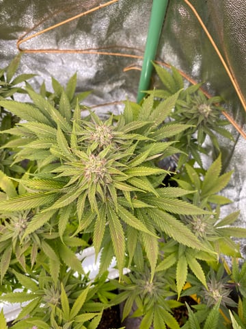 The White X Run Away Bride #3 — flower, day 82