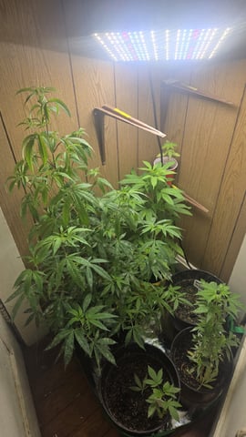 newbie  — grow_setup, day 1