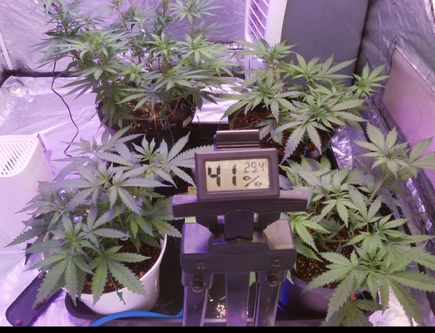 Amnesia Haze Run — flower, day 40