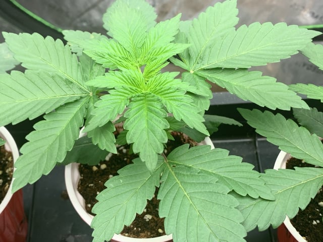 Papaya Frosting  — vegetative, day 20