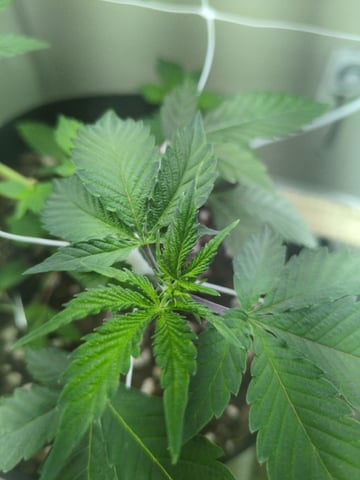 Audrey III — vegetative, day 61