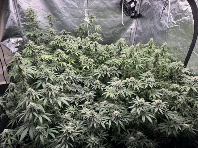 7 Strains 14 Plants 