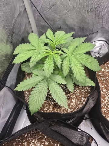 Coco Grow — seedling_rooting, day 22