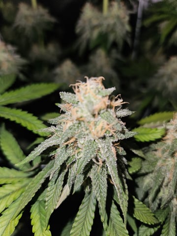 BLACKCHERRY SHERB — flower, day 72