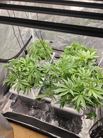 indoor grow 1 — flower, day 42