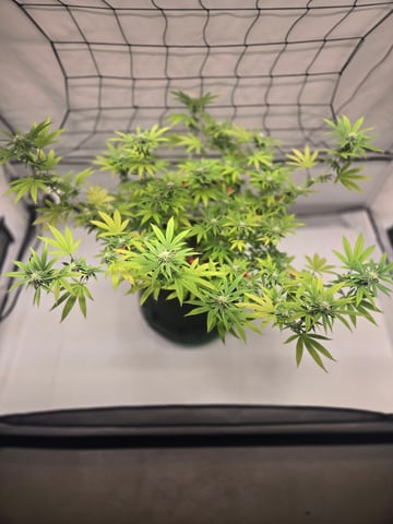 2nd Grow 3x5 tent — flower, day 106