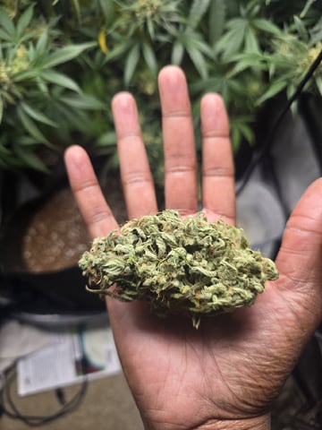 Coco Grow — flower, day 95