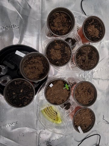 2025-26 harvest INDOOR — seedling_rooting, day 37
