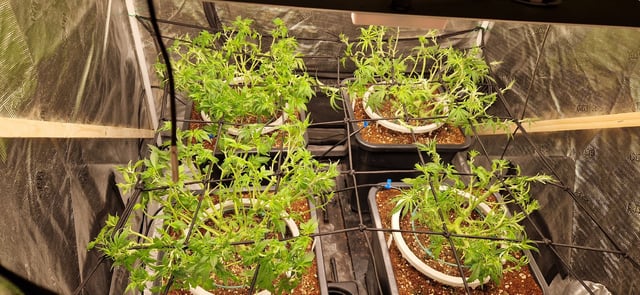Indigo Saphirex2 And Slush Mint Cake X2 — vegetative, day 57